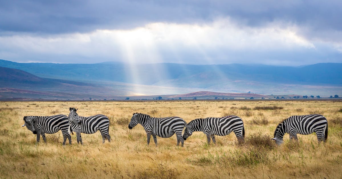 Tanzania Visa: In advance or at the airport? - Five Zebra Grazing on Grass Field