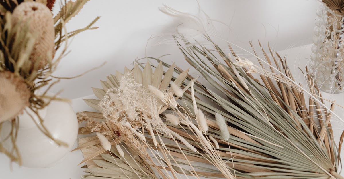 Taxi in rural area: how to ensure it will turn up? - Close-up of Dry Plants on White Background