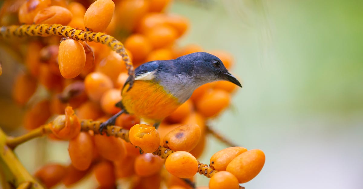 Thailand coup: Lao - Thailand border closing? - Orange-bellied Flowerpecker Perched On Tree Branch