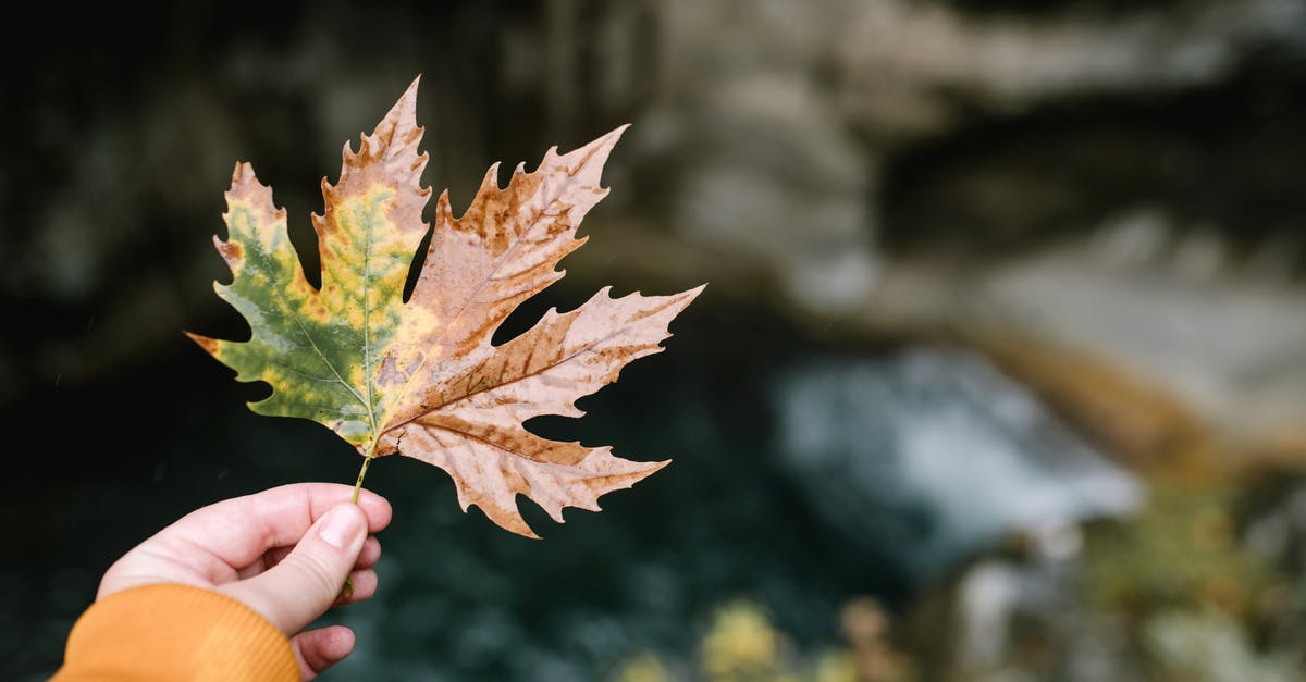 Thailand in October - Weather - Unrecognizable person with autumn maple leaf