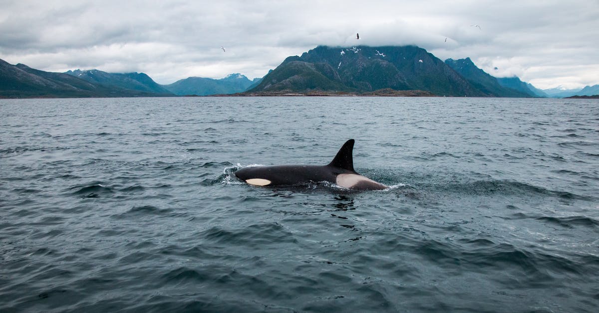 The best place for swimming in Arctic Ocean [closed] - Black Whale on Blue Sea Under White Clouds