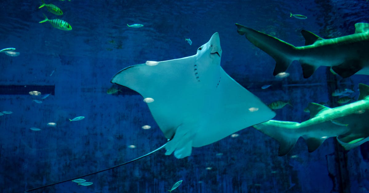 The best place for swimming in Arctic Ocean [closed] - Stingray Under Water