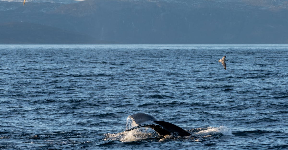 The best place for swimming in Arctic Ocean [closed] - Tail of a Whale Above Water