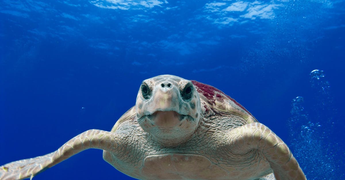 The best place for swimming in Arctic Ocean [closed] - Gray and Green Turtle Swimming on Water