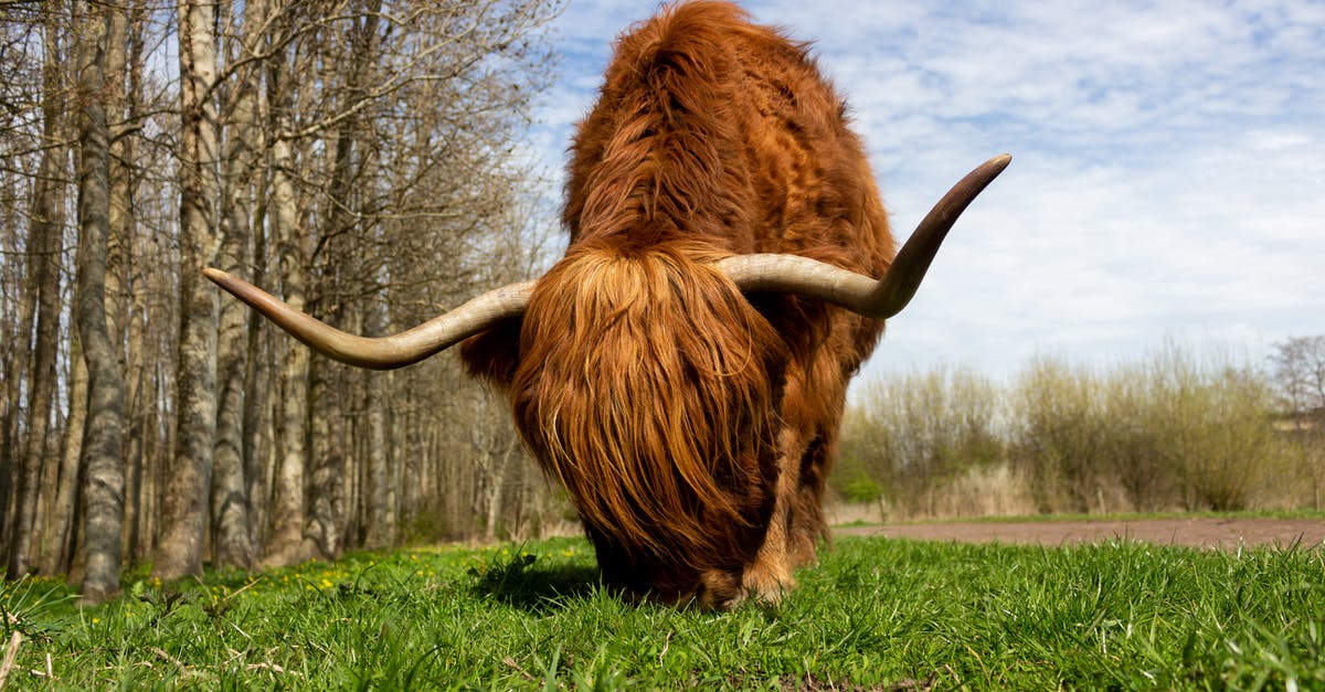 The Netherlands Schengen visa [closed] - Brown Yak on Green Grass