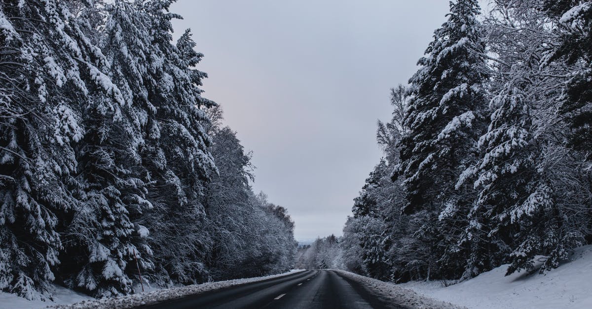 Things to see in the North Sweden in November [closed] - Road Between Snow Covered Trees