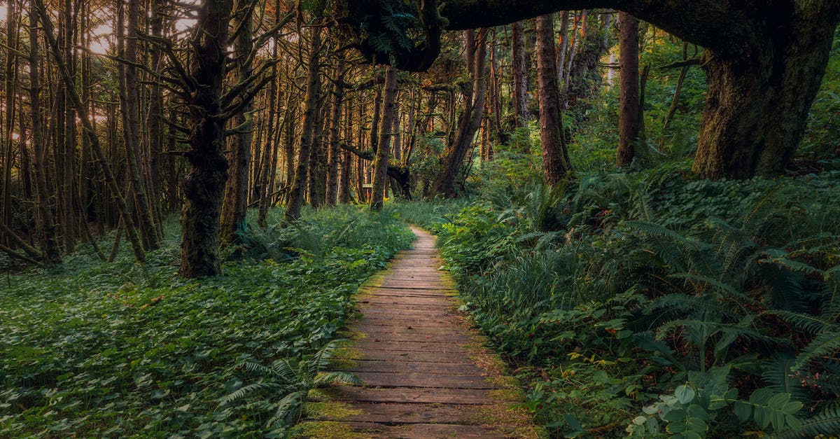 Things to see/do between Victoria and Ucluelet on Vancouver Island? - Brown Wooden Pathway in the Middle of Green Grass and Trees