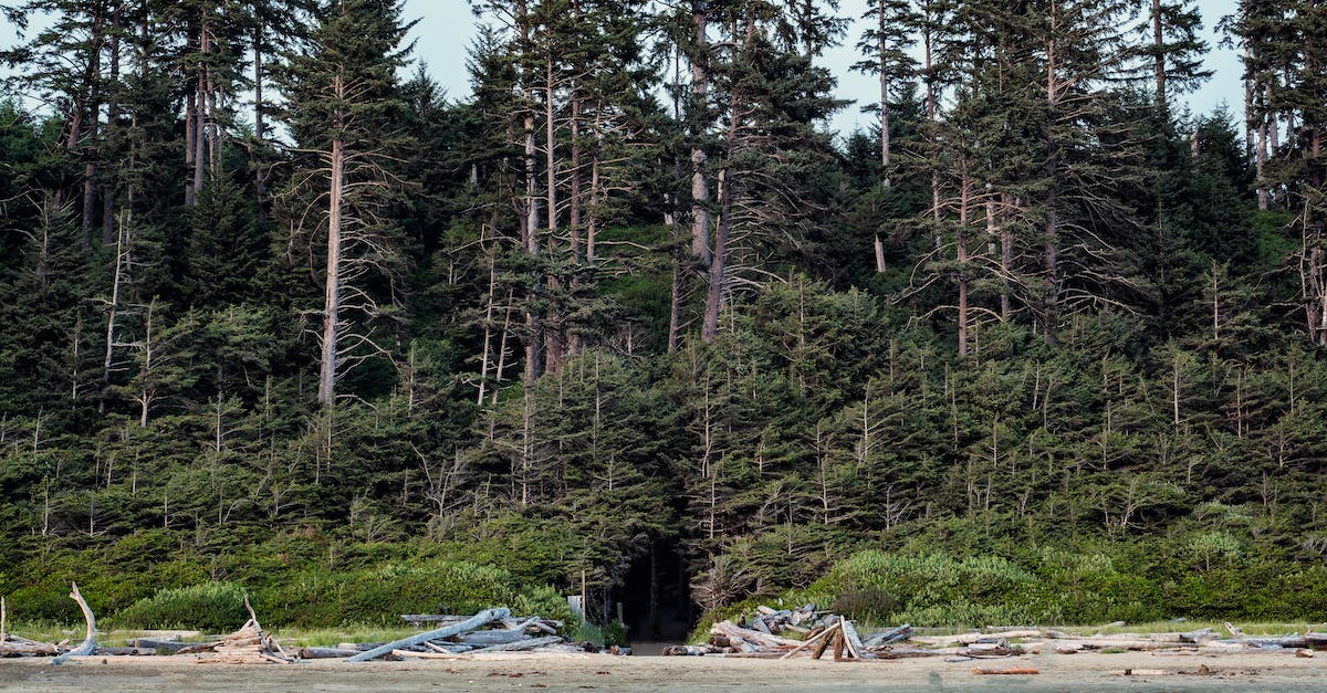 Things to see/do between Victoria and Ucluelet on Vancouver Island? - Green Trees Near Body of Water