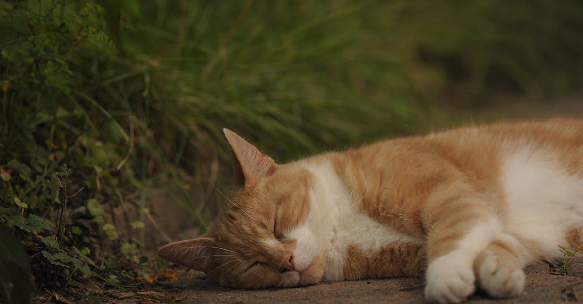 Tips for sleeping in a Couchette sleeping carriage? - Free stock photo of animal, cat, curiosity