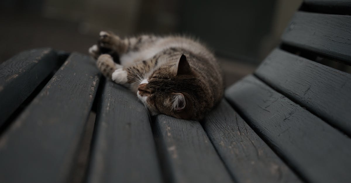 Tips for sleeping in a Couchette sleeping carriage? - Brown Tabby Cat on Wooden Bench