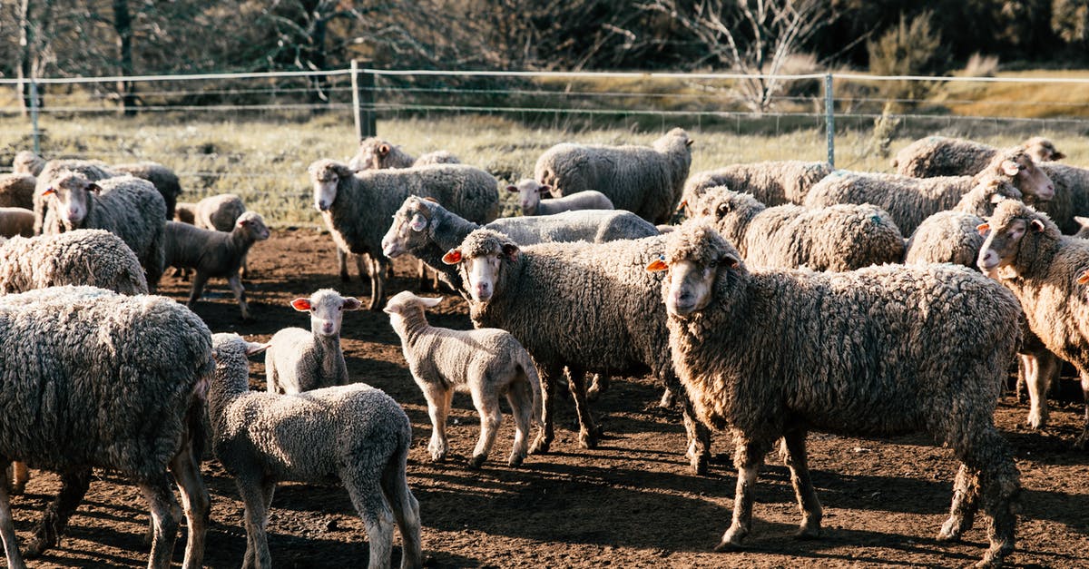 Too many countries to apply for Indian E-Visa? - Funny sheep walking in farmland enclosure