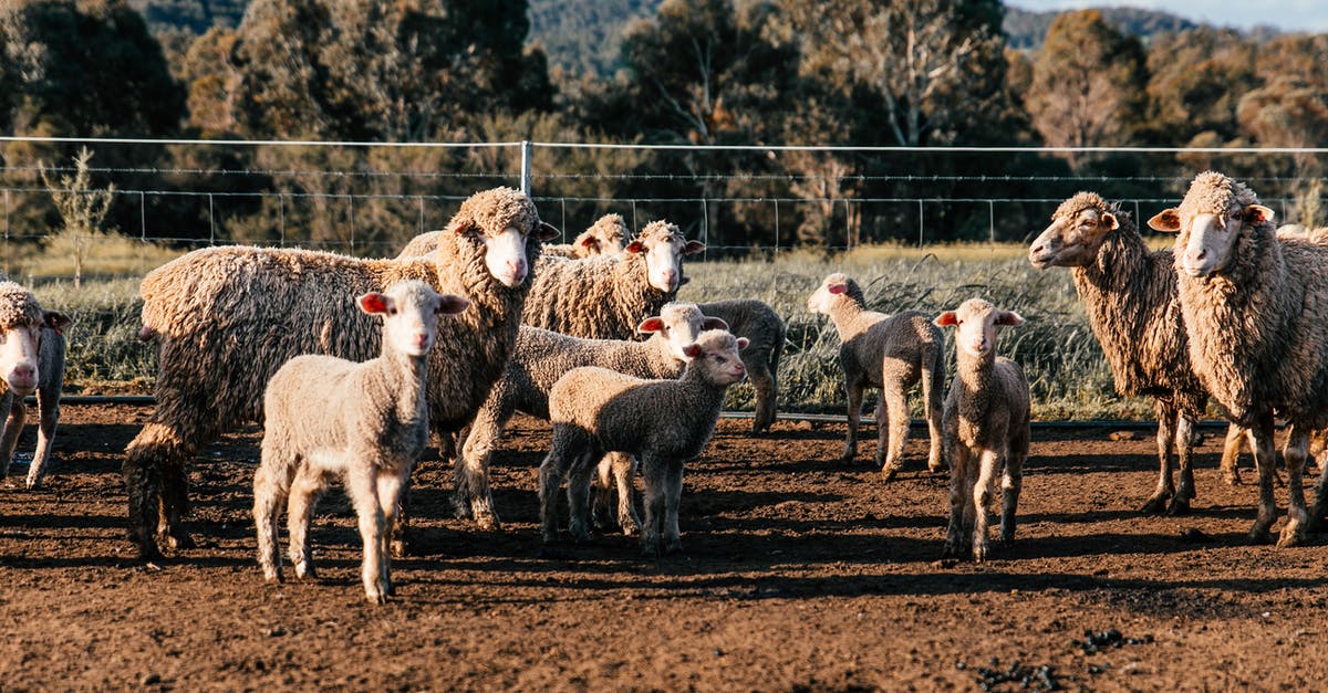 Too many countries to apply for Indian E-Visa? - Flock of domestic sheep and cute lambs standing in enclosure in farm on clear summer day