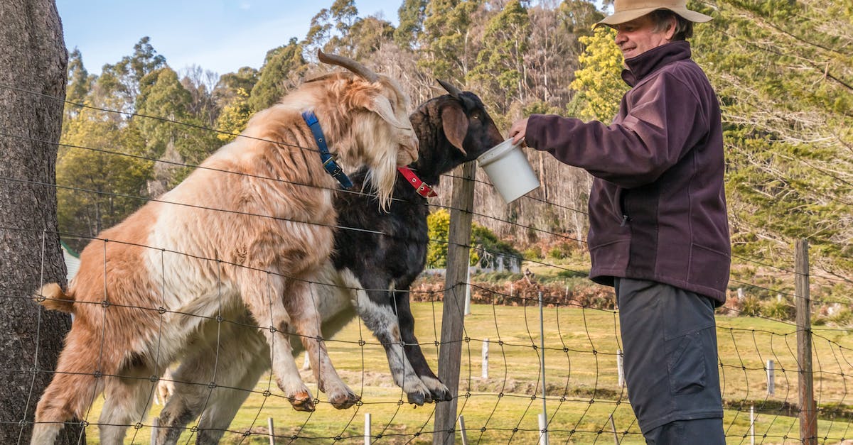Tours of opium poppy farms or processing facilities in Tasmania - Man Feeding Goats