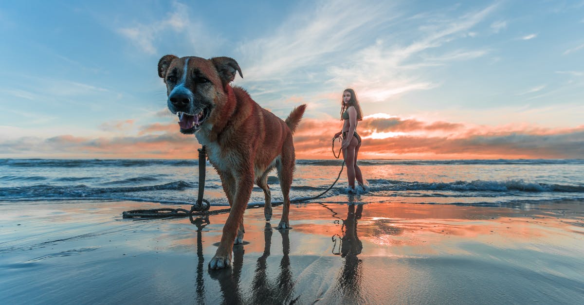 Transpacific travel with dog - Woman Wearing Bikini Walking on Beach Shore With Adult Brown and White Boxer Dog during Sunset