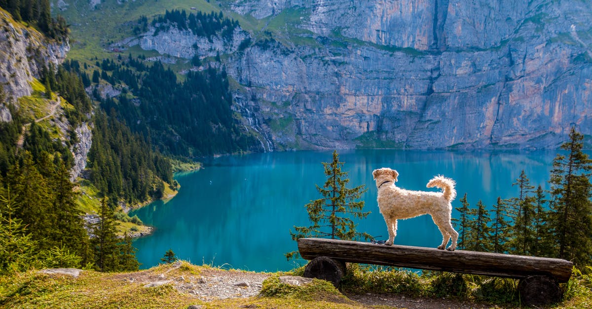 Transpacific travel with dog - Swan on Lake Against Mountain