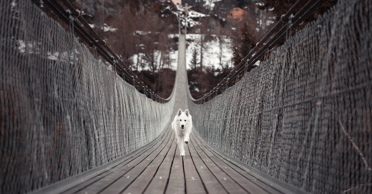 Transpacific travel with dog - Dog Running On Bridge