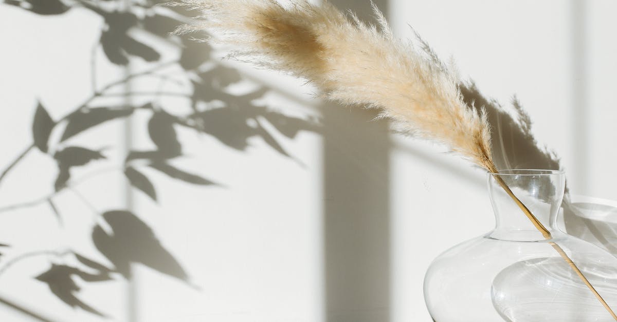 Transporting fragile ceramics in carry-on with Ryanair - Dried pampas grass in glass vase placed on table against white wall with shadows