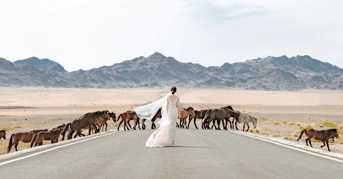 Transporting horses interstate DOT - Woman In The Middle Of The Road With Horses Crossing