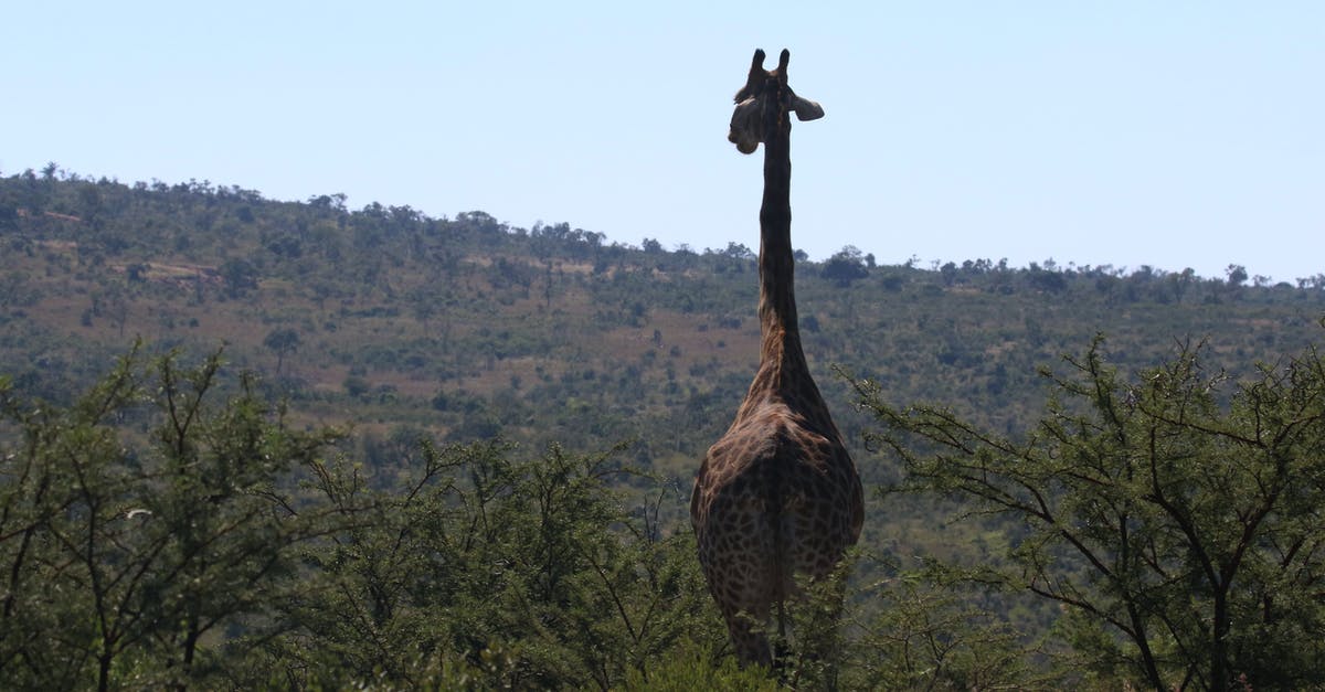 Travel from South Africa to Croatia via Germany - Giraffe Walking on Green Grass