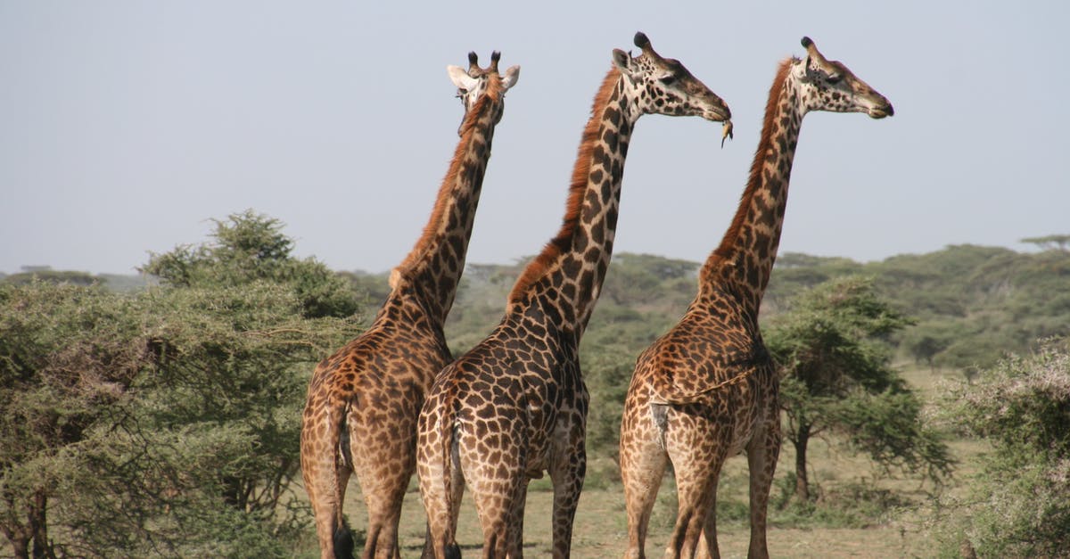 Travel in Africa from South to North [closed] - Three Giraffes on Land