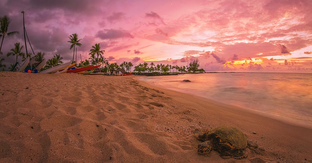 Travel to Hawaii for first time from Kansas, USA [closed] - Green Palm Tree on Brown Sand Near Body of Water during Sunset