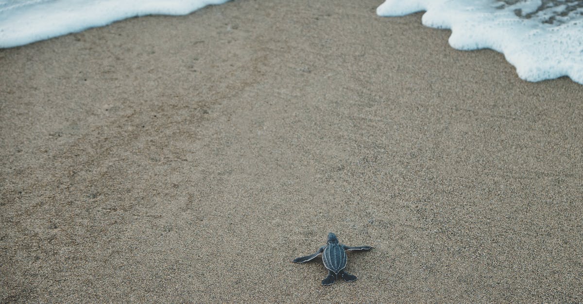 Travel to Puerto Rico - Black and Gray Sea Turtle on Brown Sand