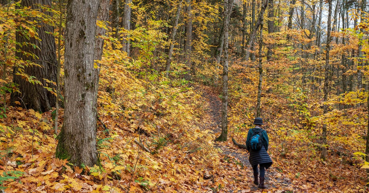 Traveling the Camino Trail during Covid - A Person Walking in a Forest