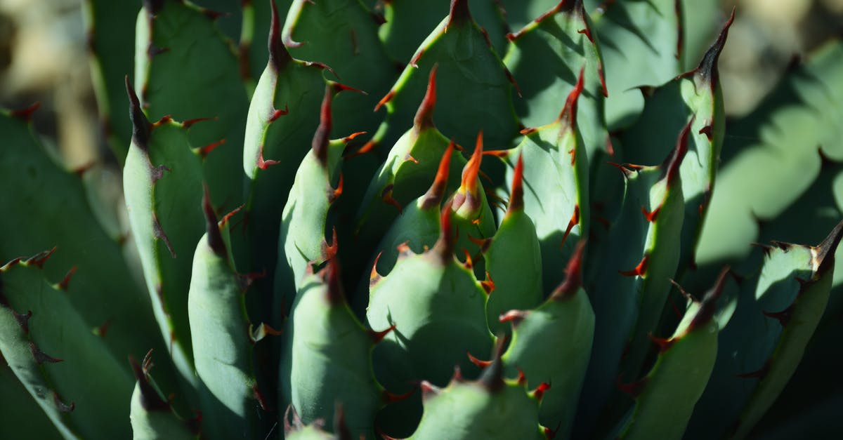 Traveling to Mexico with green card [closed] - Green Cactus Plant Close-up Photography