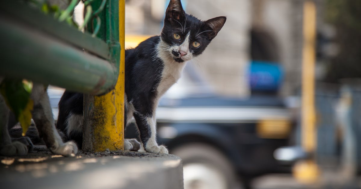 Traveling with a cat on Lufthansa from Mumbai to Toronto - Close-Up Photo Of Cat