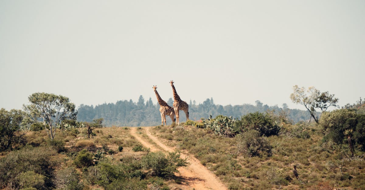 Traveling with two passports [duplicate] - Two Giraffe Standing on Hill