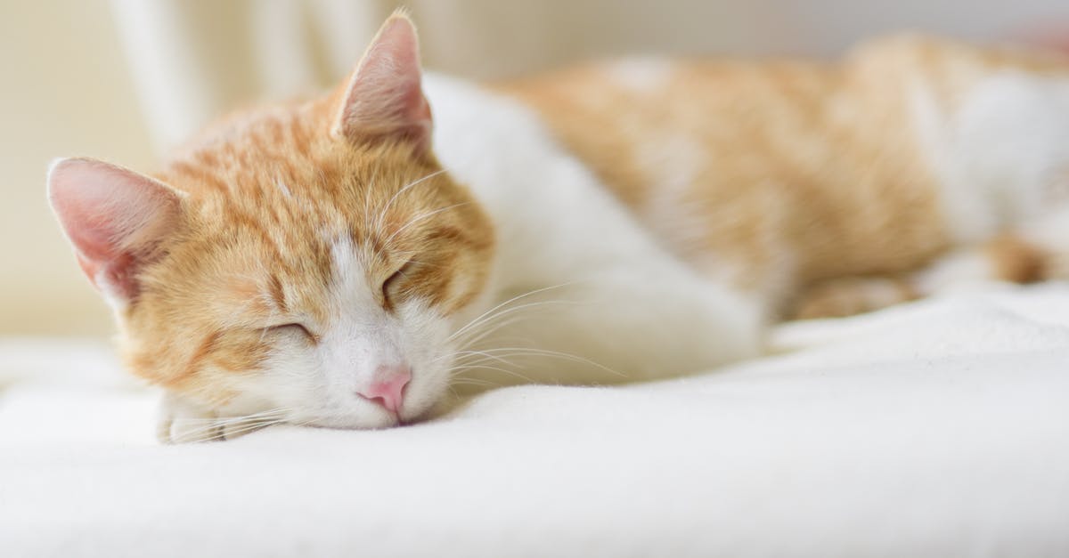 Travelling (domestically) to my family during the pandemic? [closed] - Close-up of Ginger Cat Lying on Floor