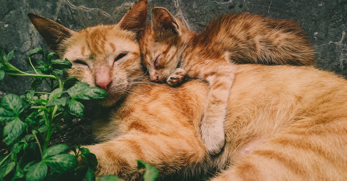 Travelling (domestically) to my family during the pandemic? [closed] - Orange Tabby Cat and Kitten