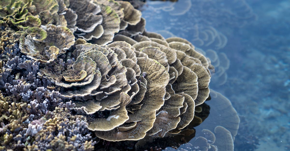 Travelling From London to Vietnam being Spanish, Visa issues? - Amazing coral reef with colonial species on seashore during low tide