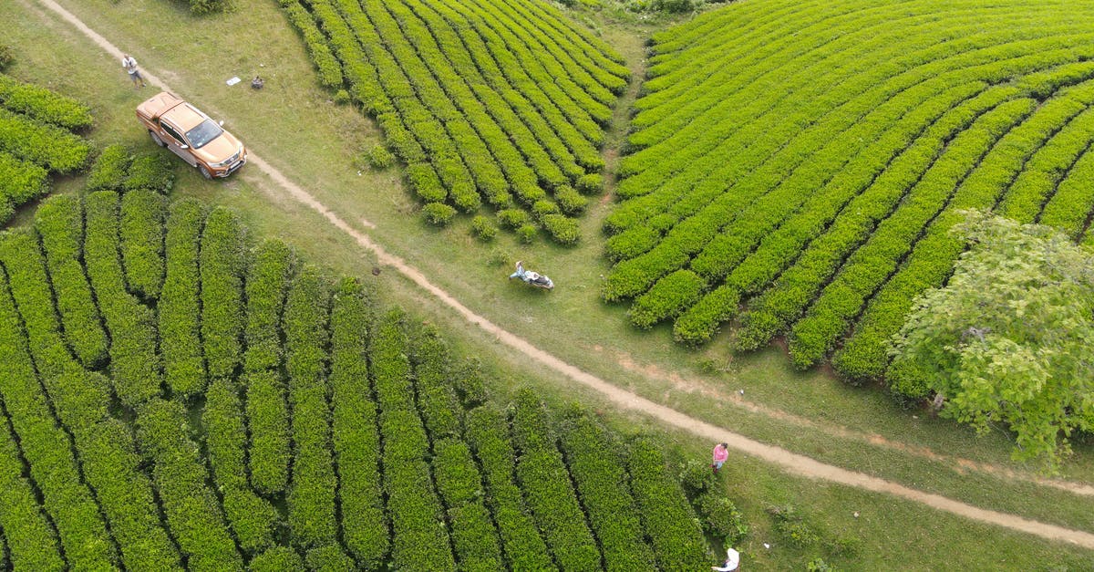 Travelling From London to Vietnam being Spanish, Visa issues? - Aerial view of anonymous tourists standing near off road car parked on narrow rural road on hill with lush green teas in plantations in Vietnam