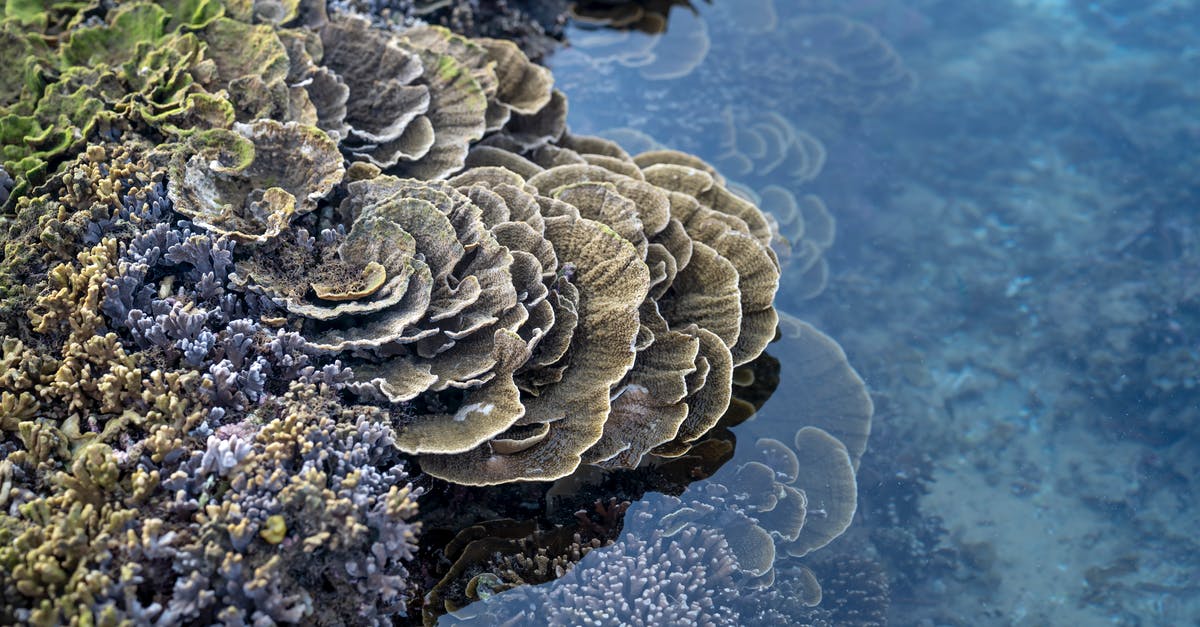 Travelling From London to Vietnam being Spanish, Visa issues? - From above of various species of exotic stony corals growing in sea water during low tide