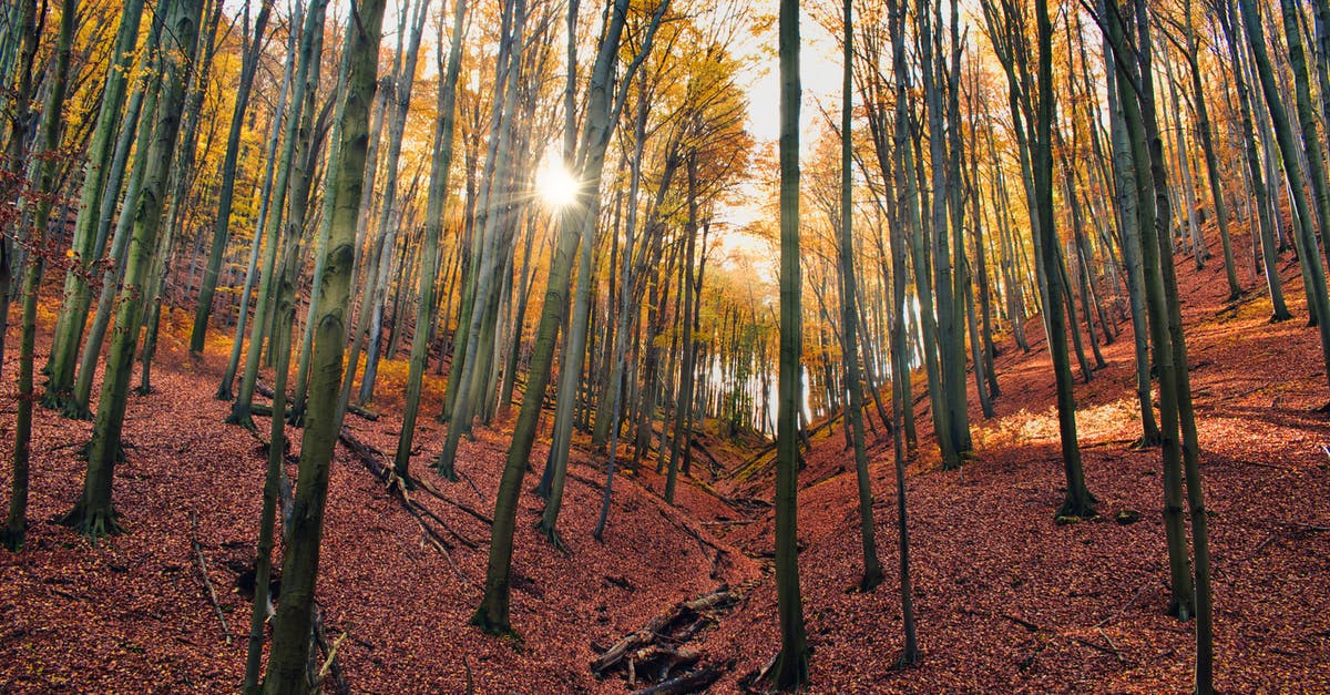 Travelling to Hungary with a valid 'Carta di soggiorno' - Rays Of Sunlight Passing Through The Trees