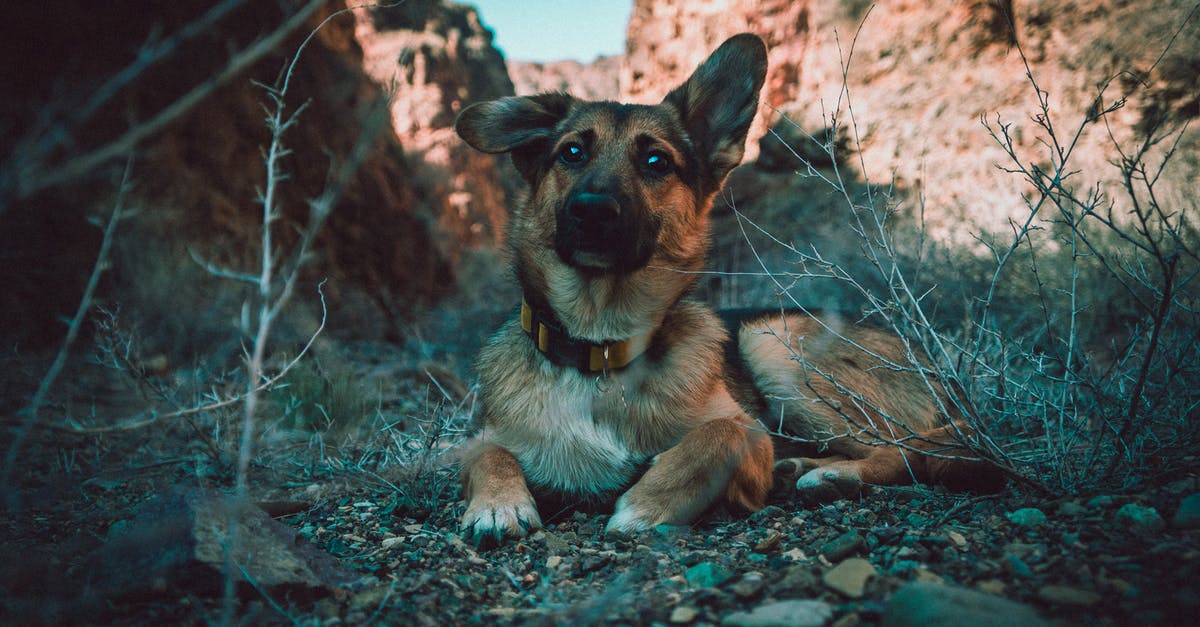 Travelling with a Pet from and to the UK - Black and Tan German Shepherd Puppy Sitting on Rocks