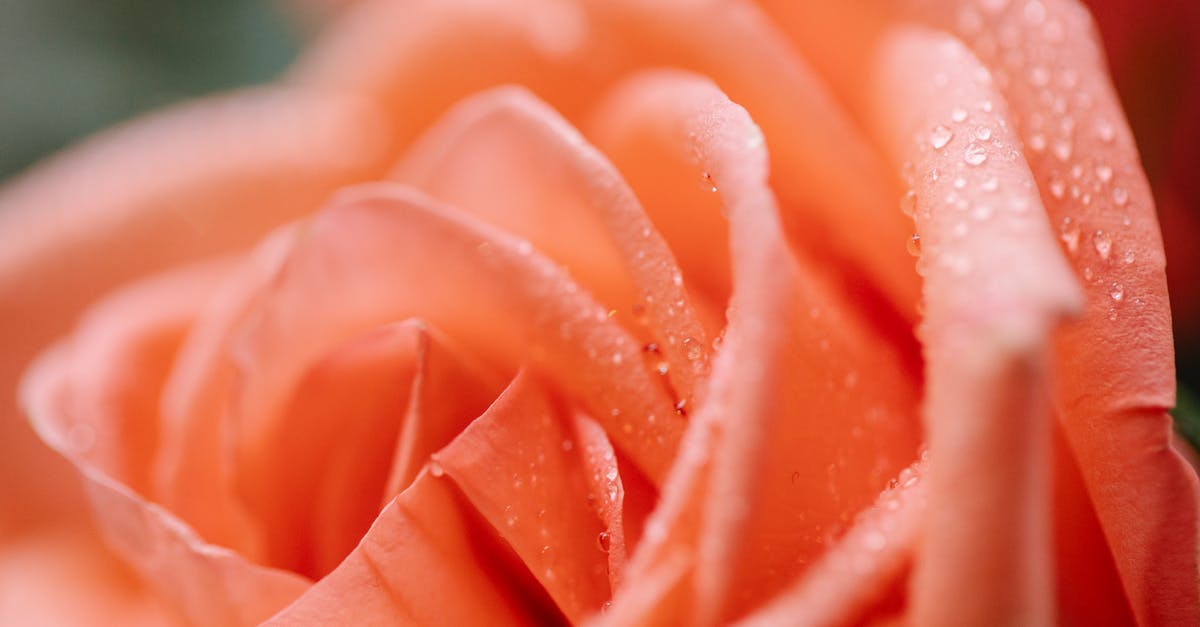 Travelling with small fold up wheelchair [closed] - Closeup of blossoming orange flower with small water drips on delicate wavy petals on blurred background