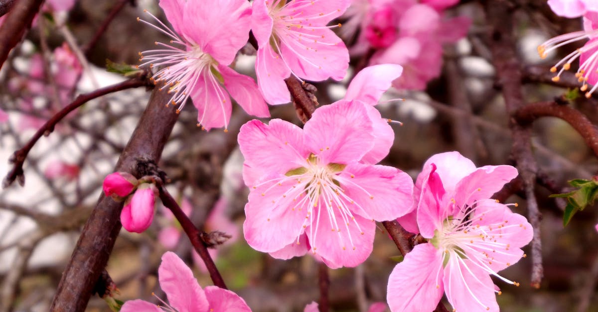 Tree pollen counts in Tenerife - Pink Cherry Blossoms