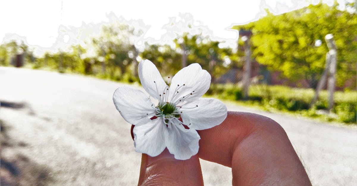 Tree pollen counts in Tenerife - White 6-petaled Flower on Person's Hand