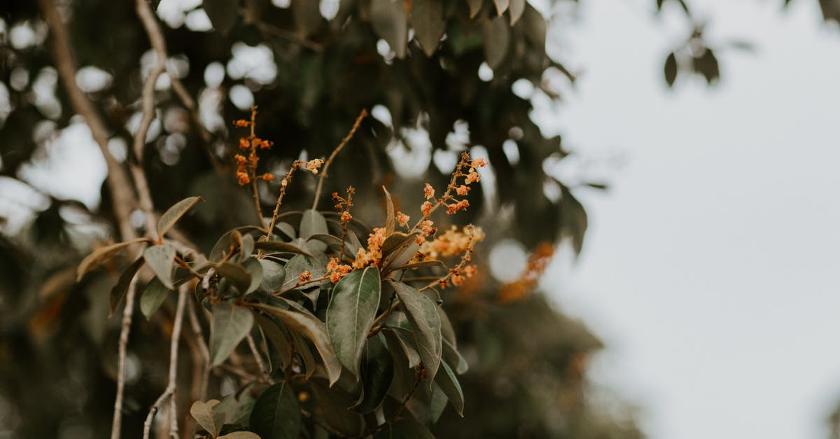 Tree pollen counts in Tenerife - Orange Flowers