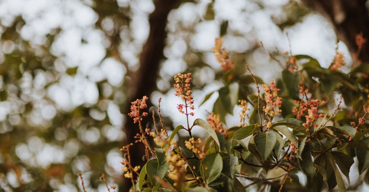 Tree pollen counts in Tenerife - Green Leaf Tree