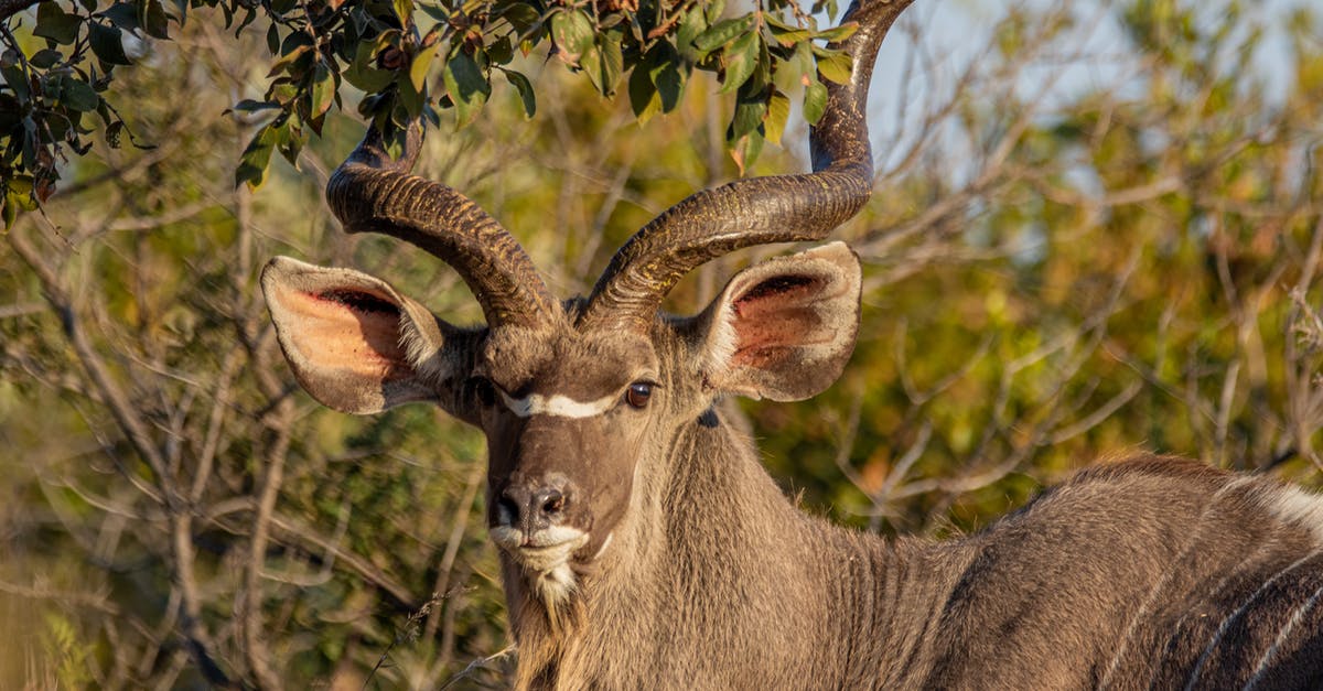 Tricky South Africa Visa Situation - study exchange [closed] - Selective Focus Photography of Brown Antler
