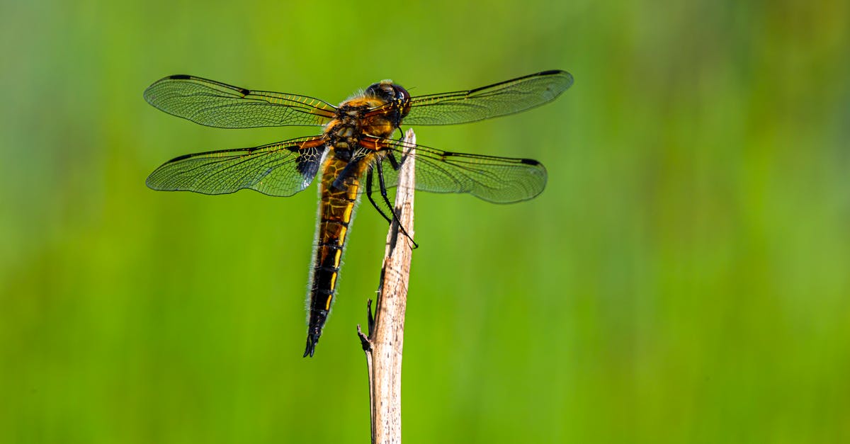 Trip to Estonia Tallinn from Greece - Dragonfly on Brown Stick in Close Up Photography