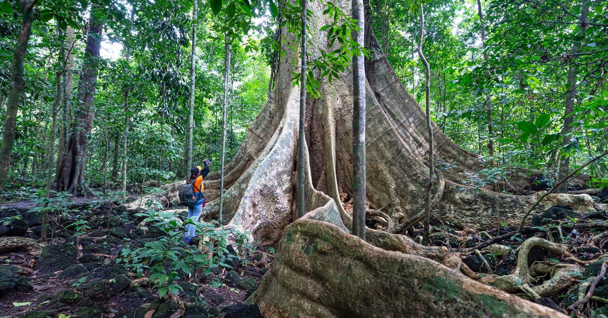 Trip to the Everglades National Park [closed] - Unrecognizable traveler near tall tree in rainforest