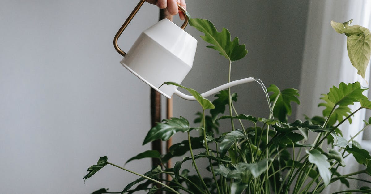 Tripadvisor offer the same price regardless of how many people use the hotel room. How can this be true? - Anonymous person watering green plant at home Tripadvisor offer the same price regardless of how many people use the hotel room. How can this be true? - Anonymous person watering green plant at home
