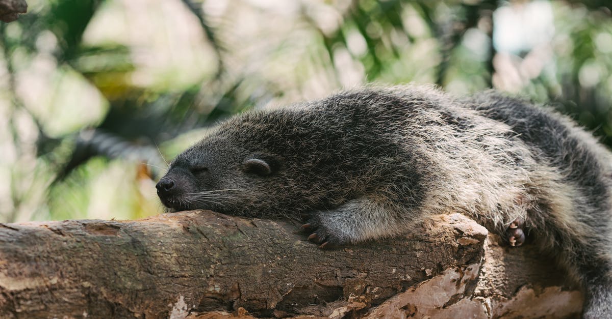 Triple Citizenship [closed] - Gray and White Rodent on Brown Wood