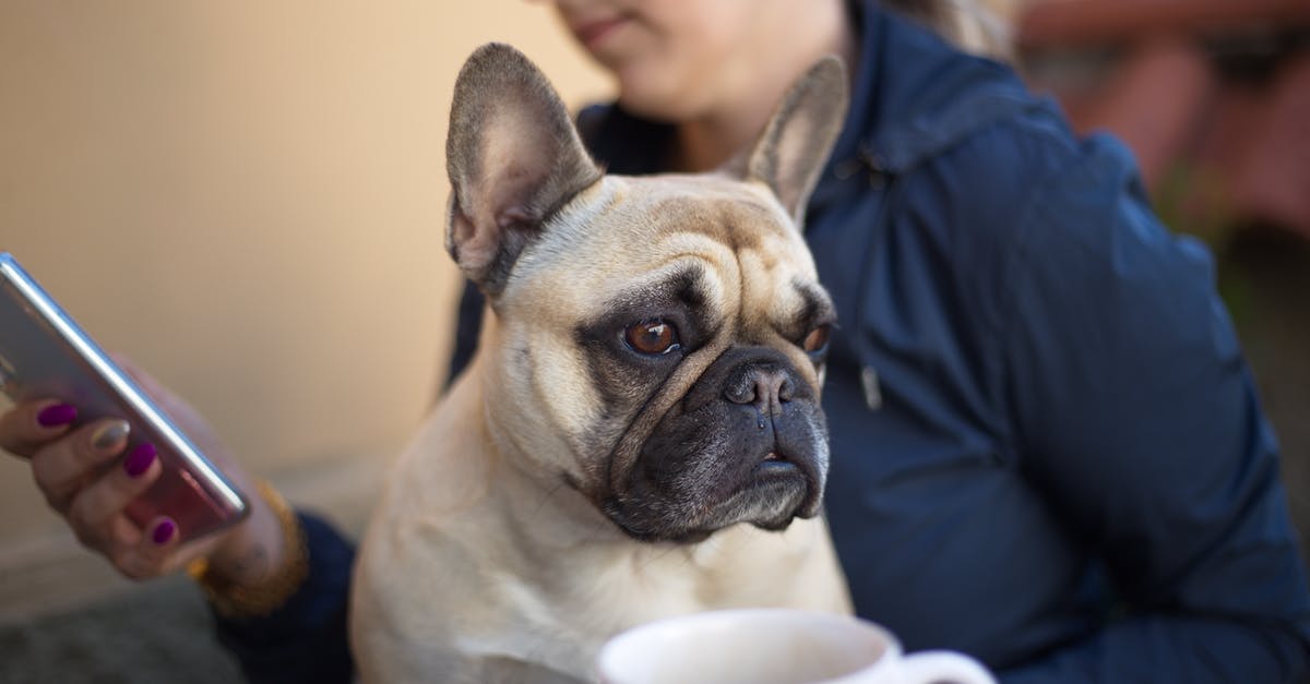 TSA asking to see cell phone - Unrecognizable female sitting with French bulldog and browsing mobile phone on blurred background