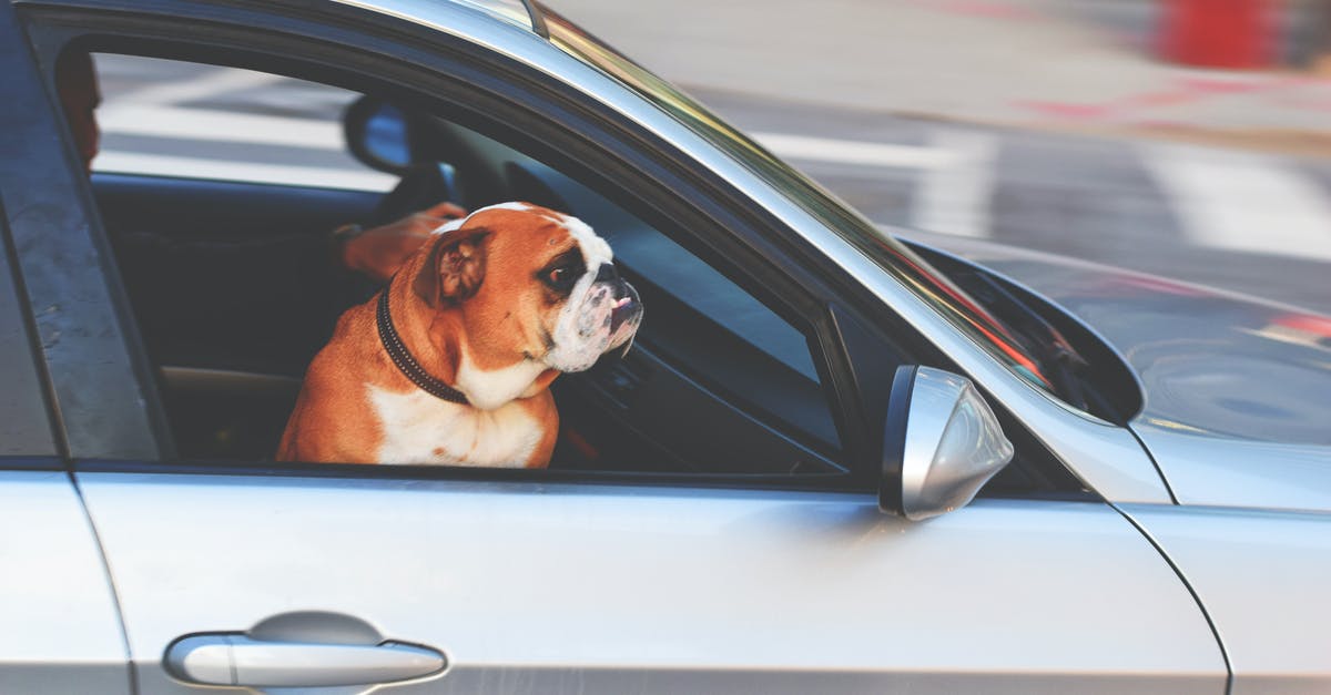 TSA canines and expedited passenger screening - English Bulldog Inside Vehicle