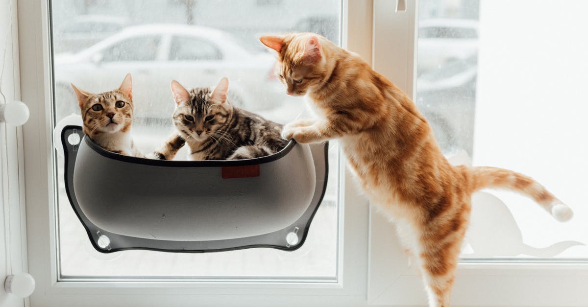 TSA screening of pets - Orange Tabby Cat on Black and Silver Cooking Pot